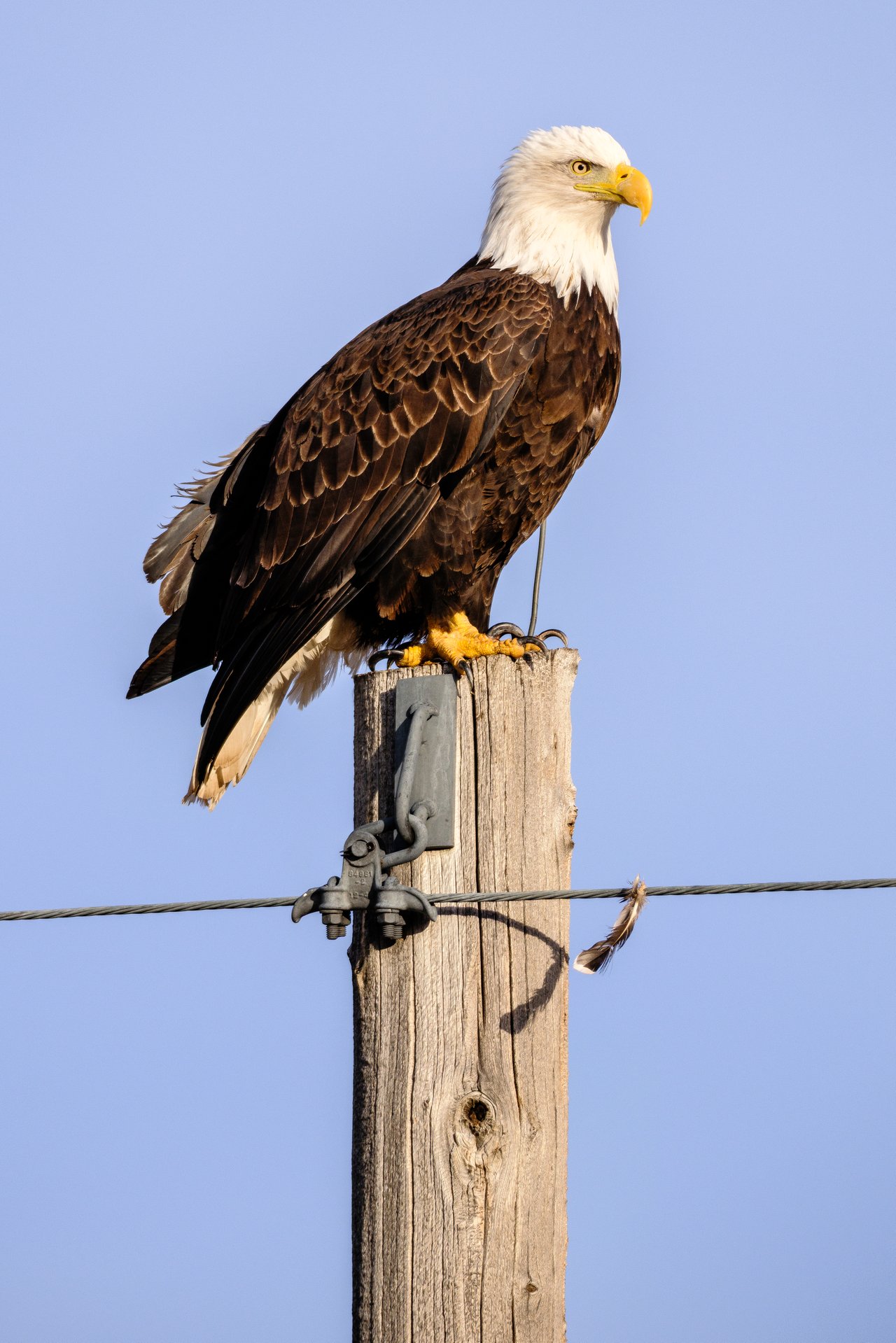 A bald eagle perched on top of a wooden utility pole with a cable running horizontally across it, facing right against a clear blue sky.