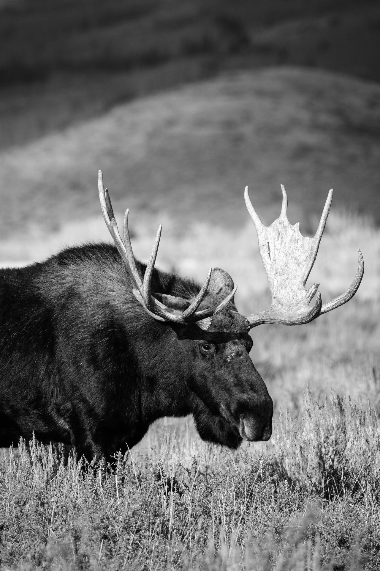 A bull moose standing on the brush of Antelope Flats in Grand Teton National Park, with his head turned towards the camera.