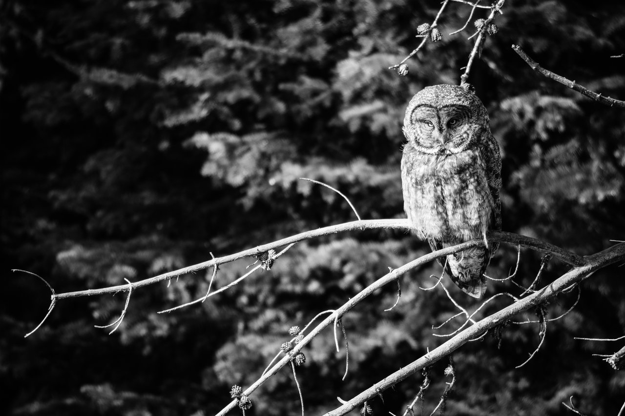 A great gray owl perched on a bare branch of a lodgepole pine tree.