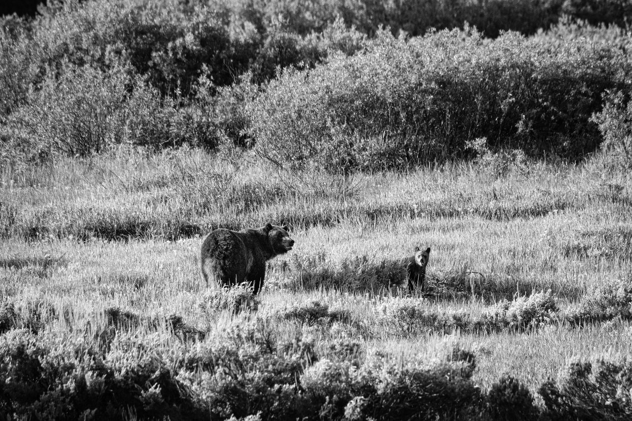 A female grizzly bear and a cub of the year standing in a field.