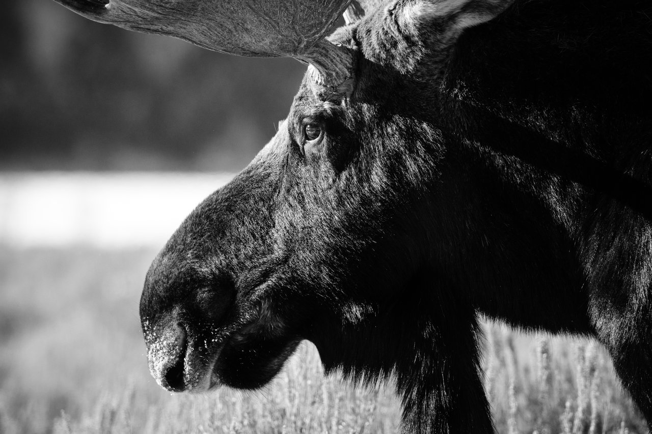 Close-up of the side of a bull moose's face.