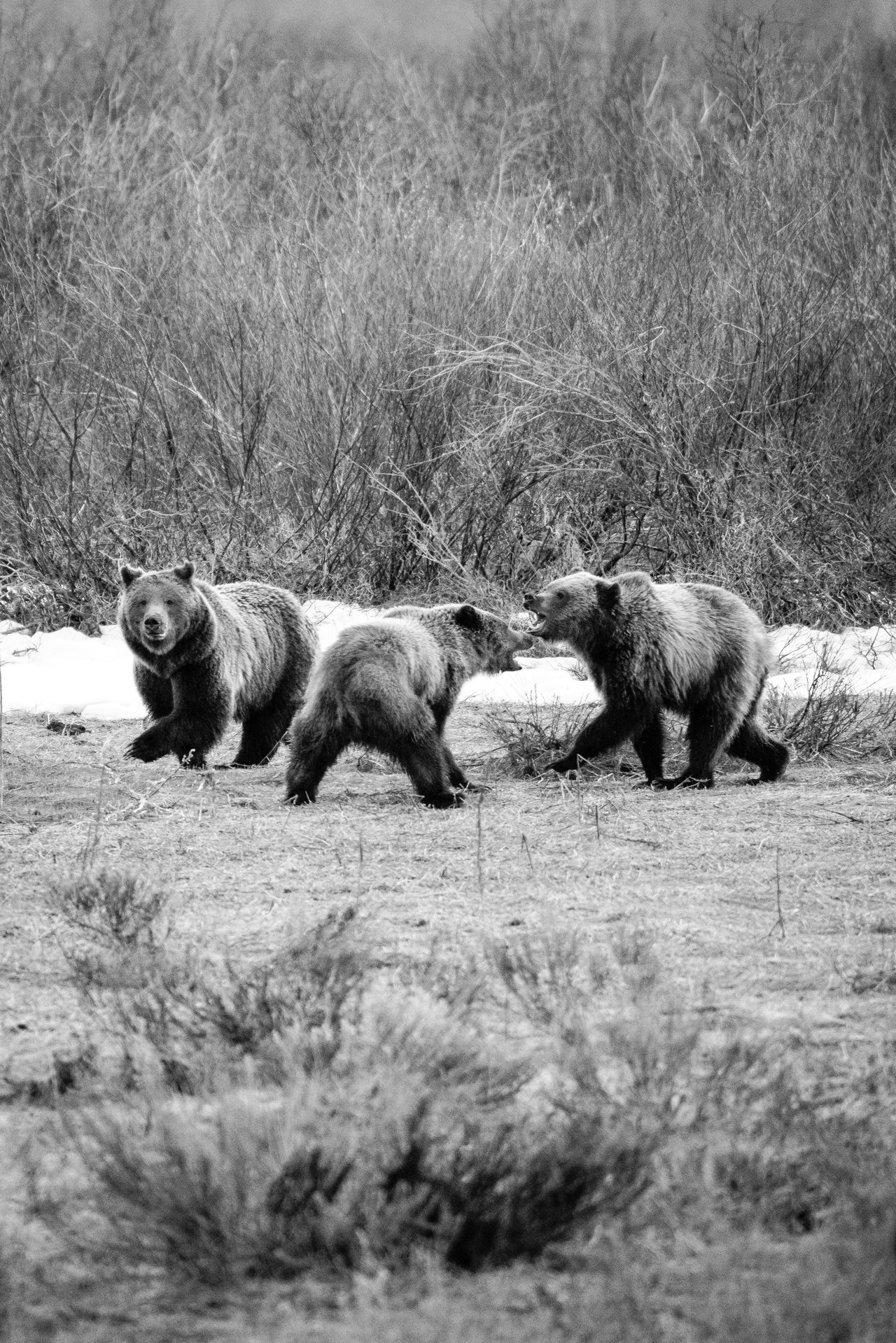 A female grizzly bear and her two cubs walking near a road at Grand Teton National Park. The sow is looking towards the camera and the two cubs are play-fighting.