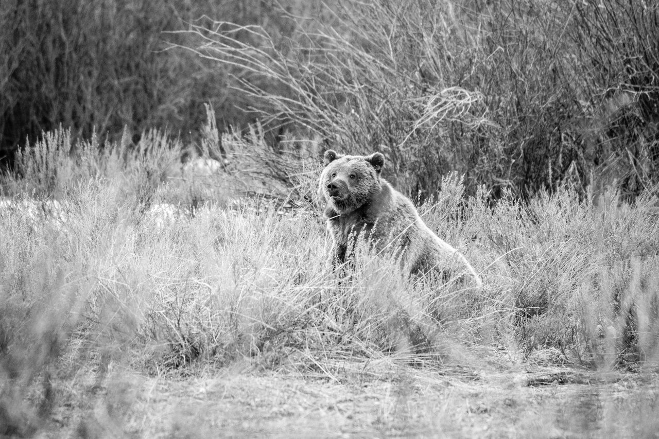 A grizzly bear sitting in the sage brush at Grand Teton National Park. His snout is wet from digging in the mud.