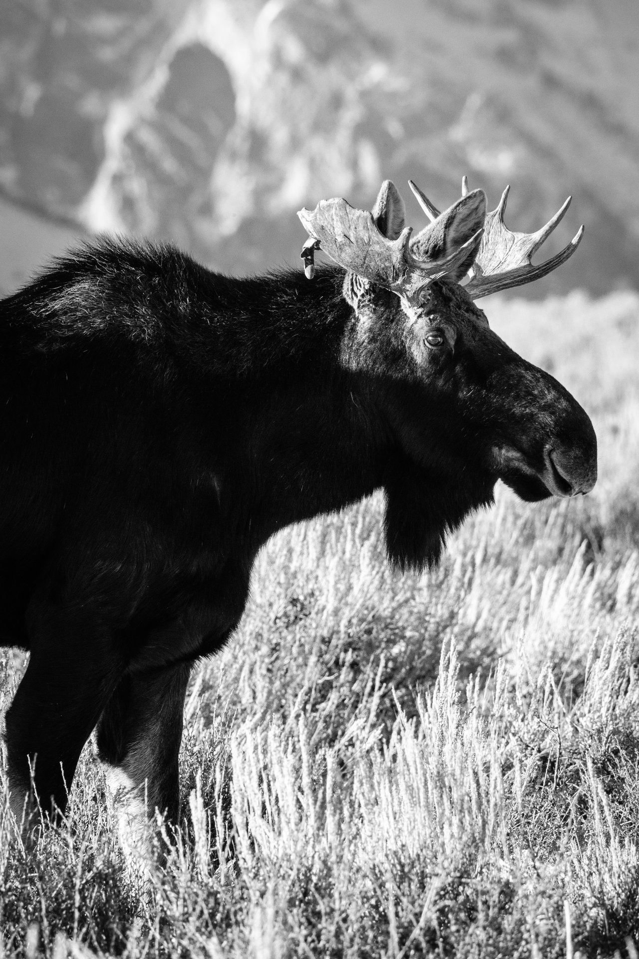 A young bull moose standing among sagebrush. His right antler seems to have a broken tine.