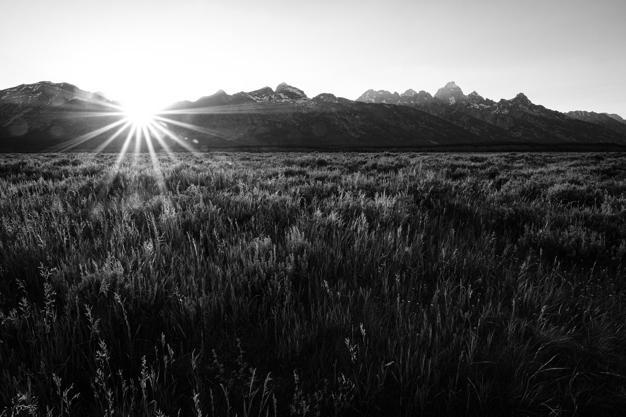 A landscape view showing the Sun setting over the Teton Range, creating starburst rays. The foreground consists of a field of tall grasses. The Cathedral Group of the Tetons is to the right of the frame.