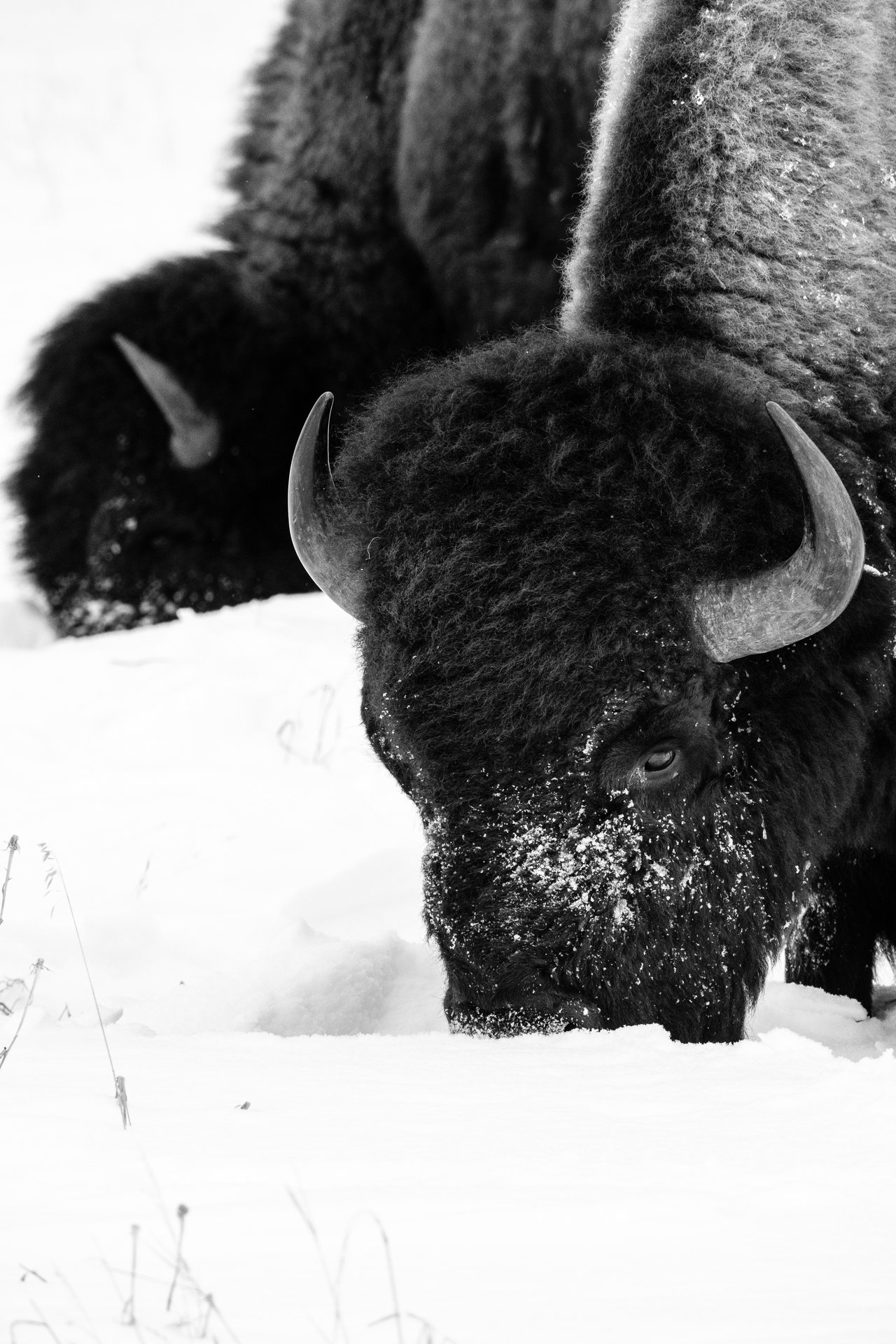 Two bison foraging through the snow in search for food.
