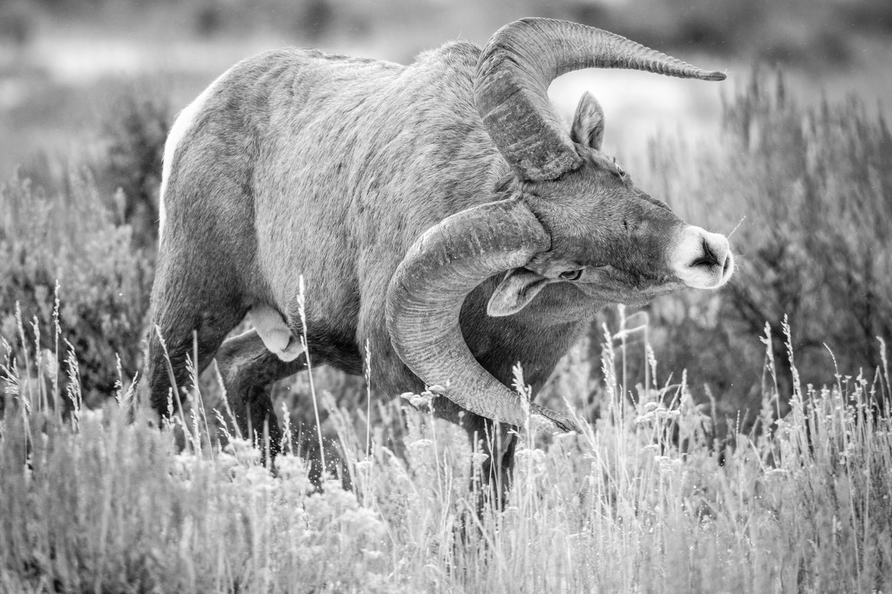 A bighorn ram with big curved horns is walking in tall grass and shrubs, with his head tilted to the side.