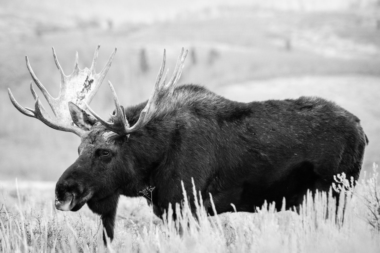 A bull moose walking on Antelope Flats.