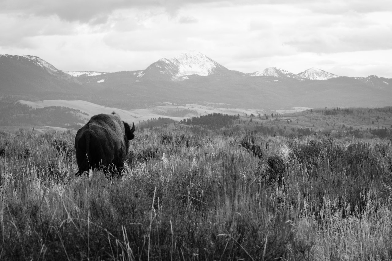 A bison walking away in Antelope Flats, with mountains in the background.