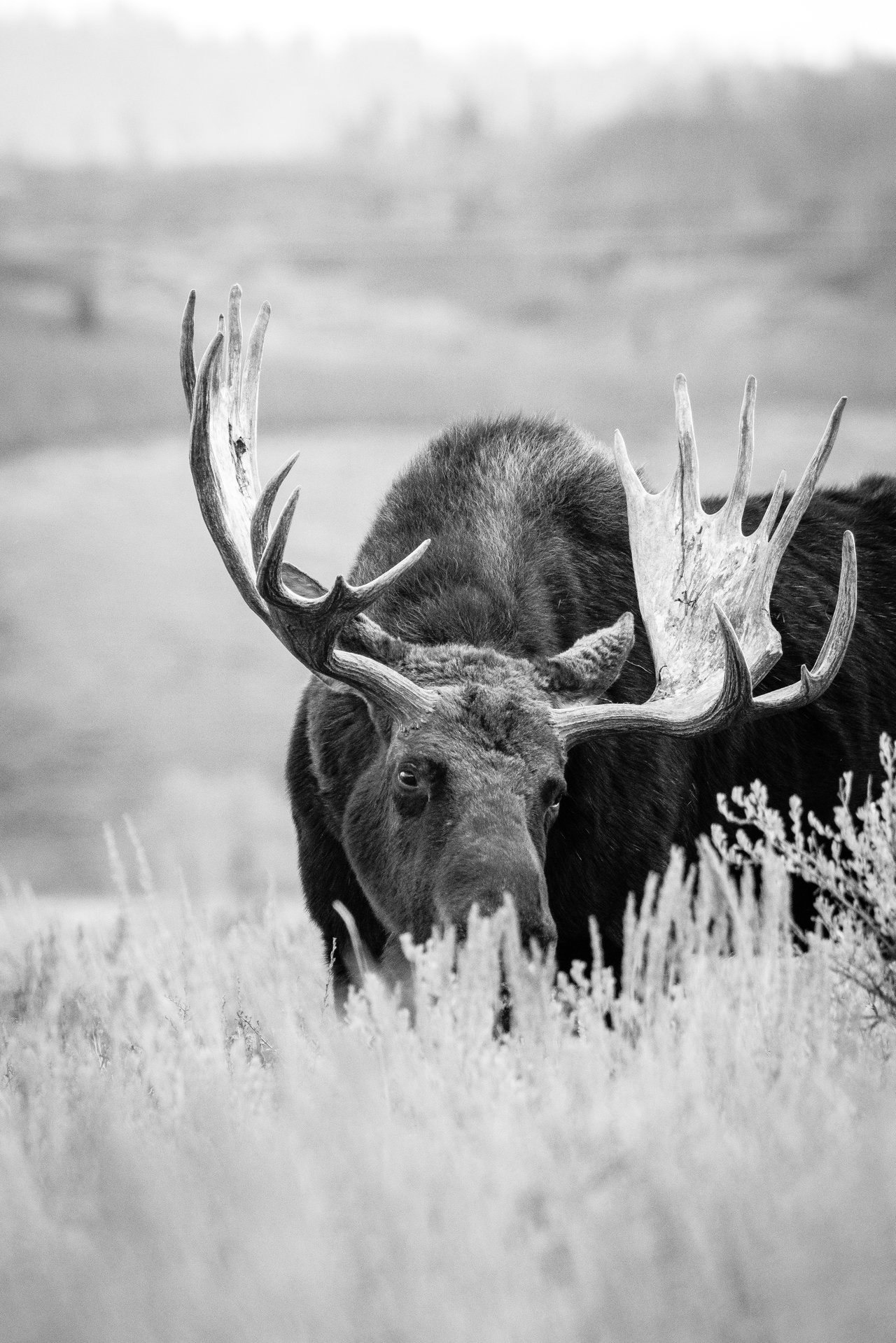 A bull moose eating some grasses at Antelope Flats.