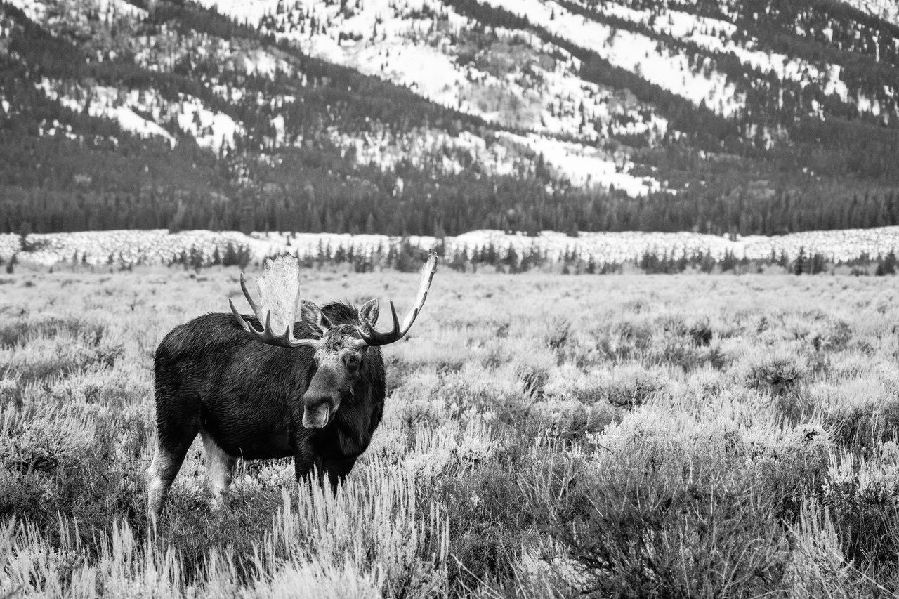 A bull moose with large antlers standing in a sagebrush meadow with the Tetons in the background.