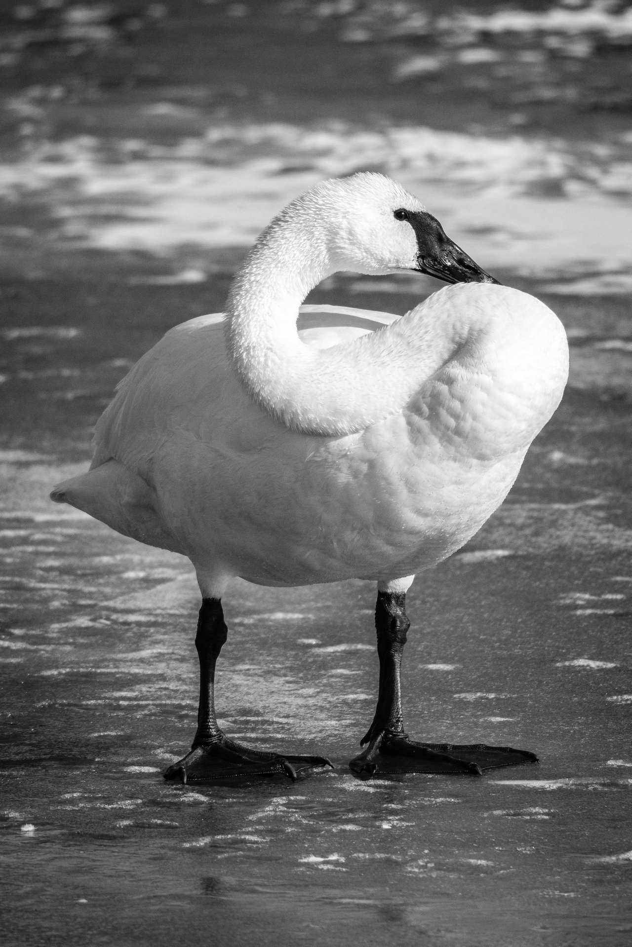 A trumpeter swan standing on a frozen creek, with its long neck curved back toward its body.