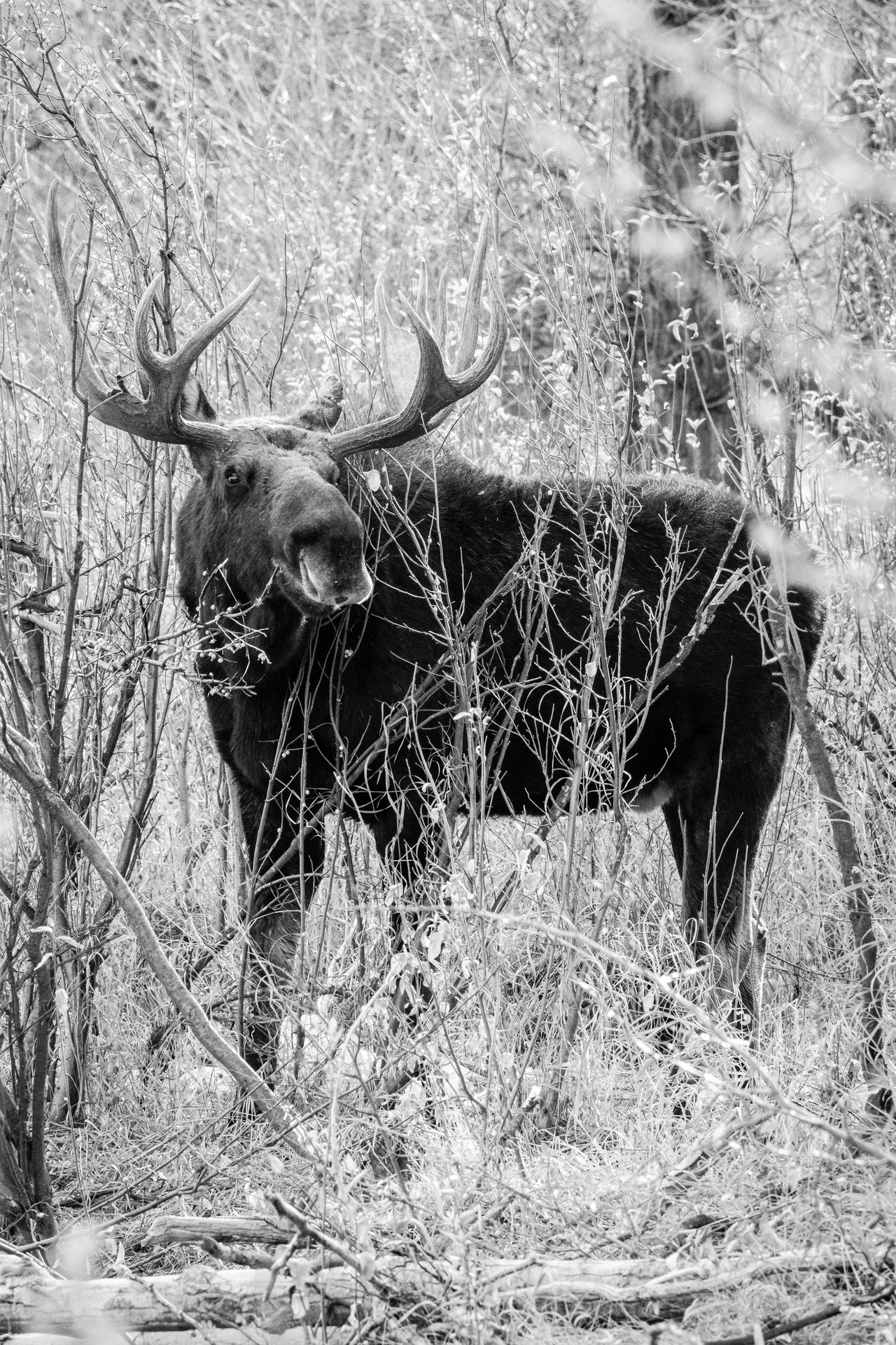 A moose munching on some branches next to the Gros Ventre river at Grand Teton National Park.