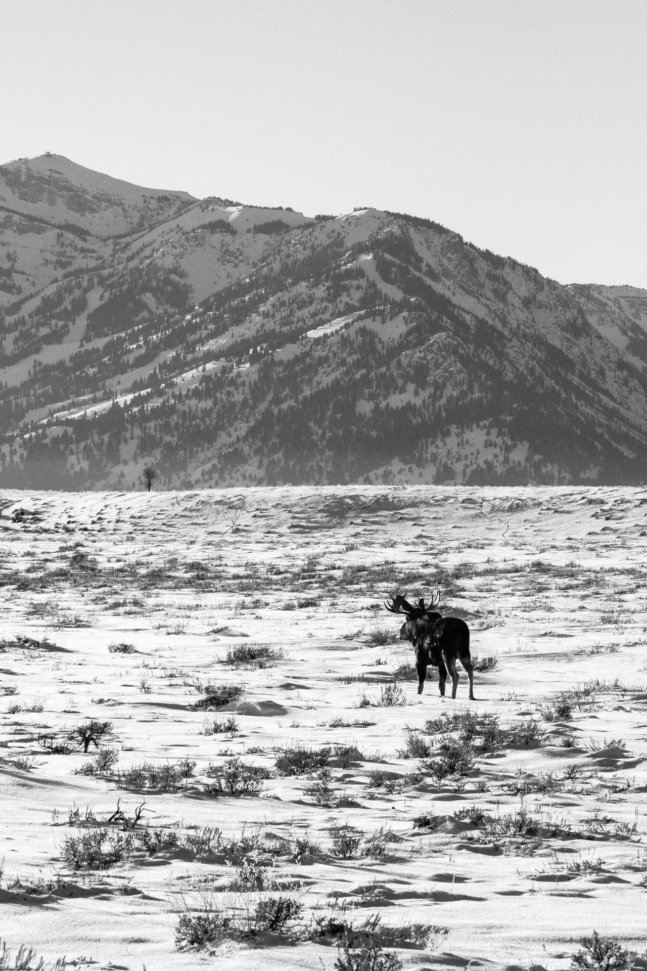 A bull moose walking on a snow-covered field along the Gros Ventre Road.