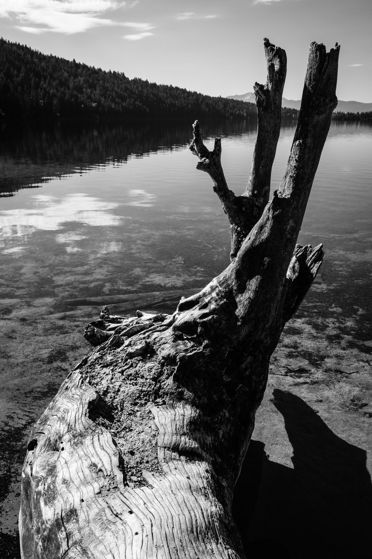 A log on the shore of Phelps Lake.