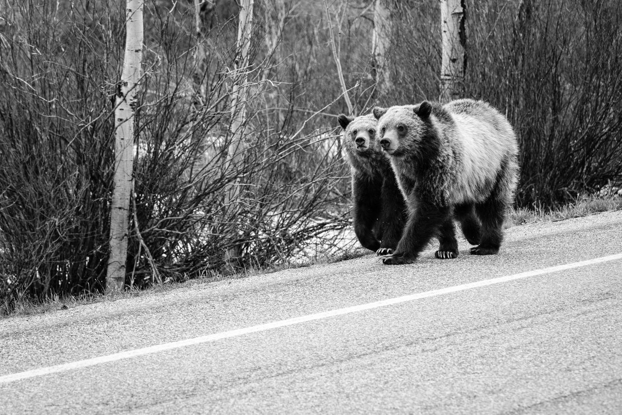 Two grizzly bear cubs walking side to side alongside a road in Grand Teton National Park.