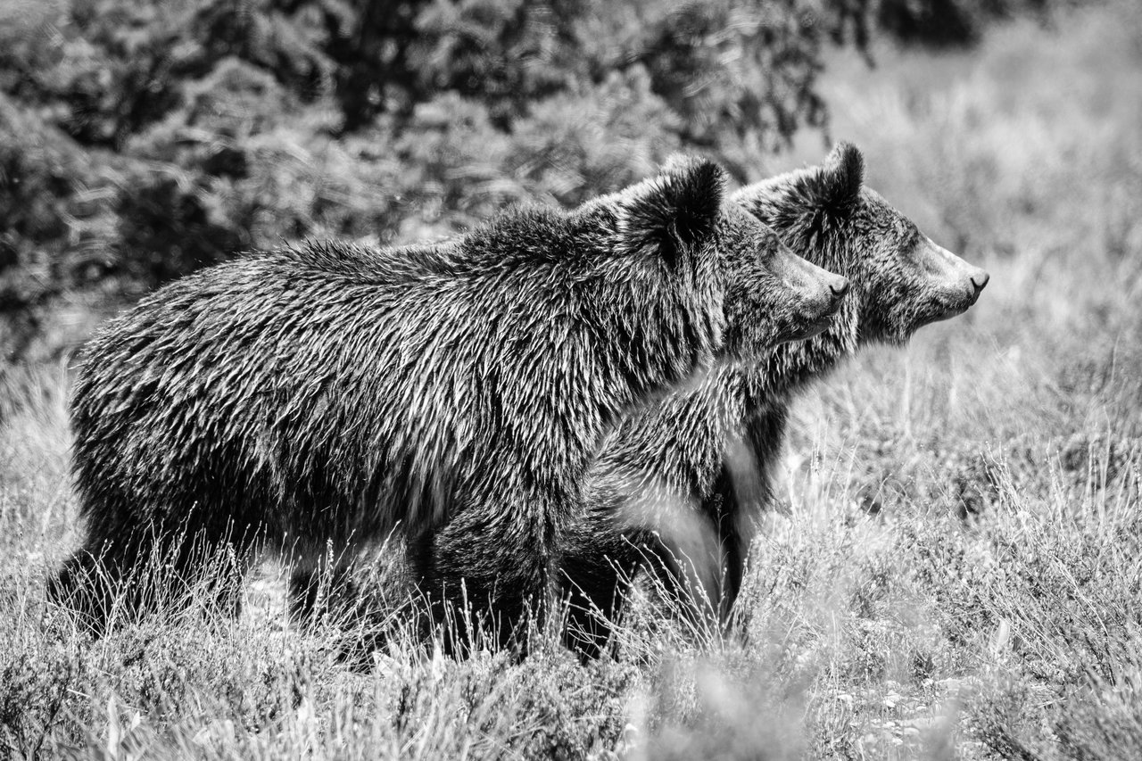Two young grizzly bear siblings walking side by side on the sagebrush near Pilgrim Creek Road.