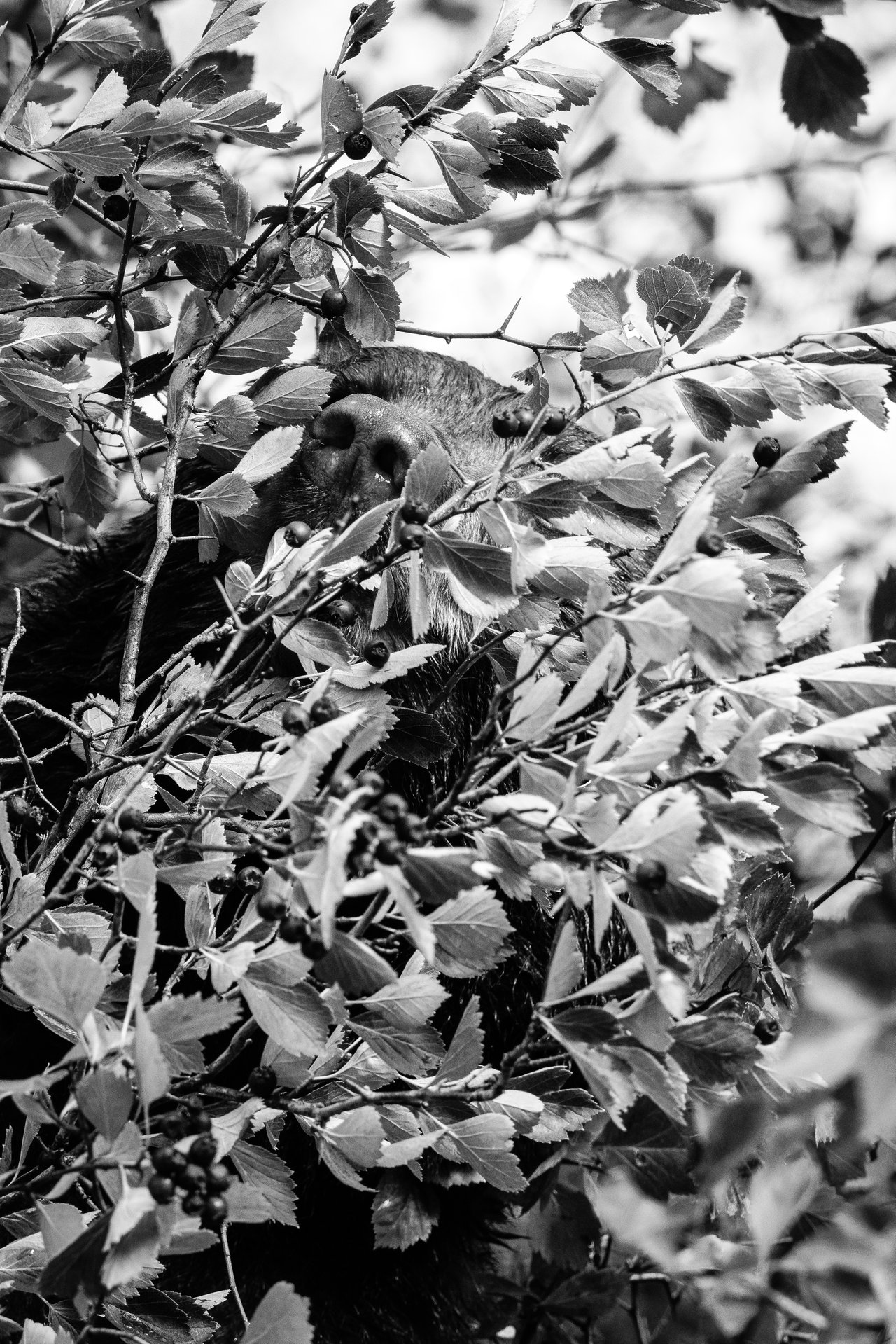 A black bear partially hidden by a bush, eating its berries. Only the bear's nose is clearly visible.