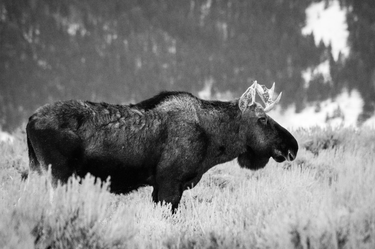 A bull moose standing among the sagebrush at Antelope Flats. His right antler is missing and his right ear is scarred.