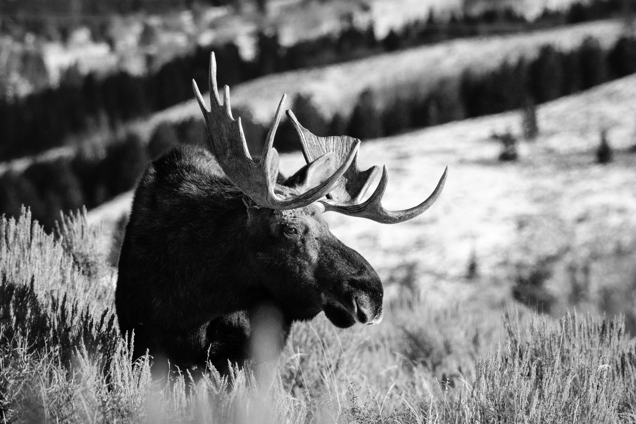 A bull moose walking among the sagebrush at Antelope Flats.