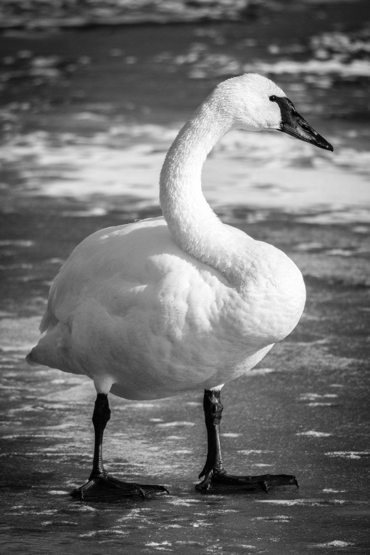 A trumpeter swan standing on a frozen creek, viewed from the side in profile.