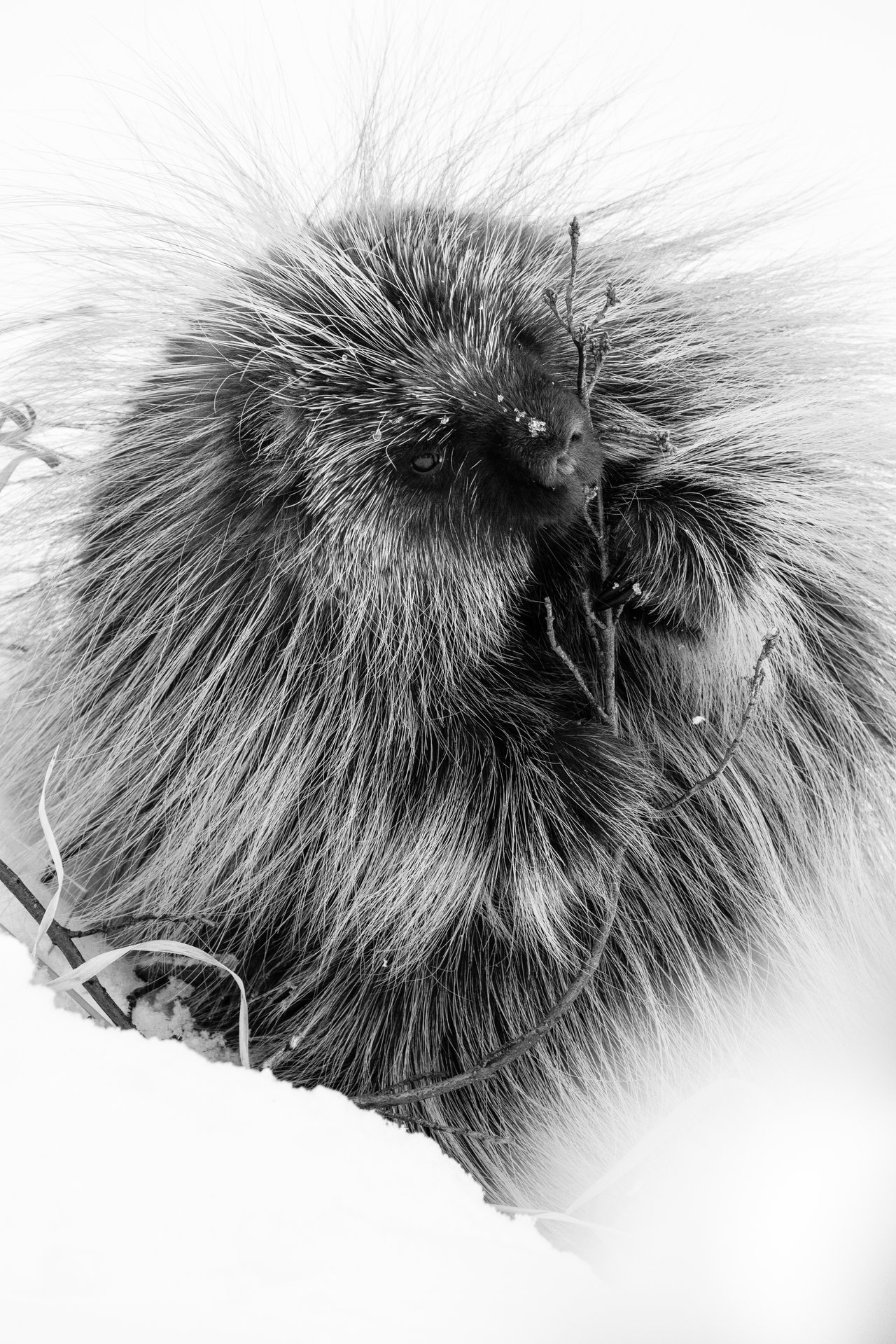 A porcupine gnawing on a branch in the snow.