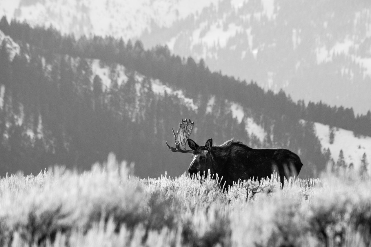 A bull moose walking among the sagebrush in Antelope Flats. His right antler is very large, but his left antler has been shed.