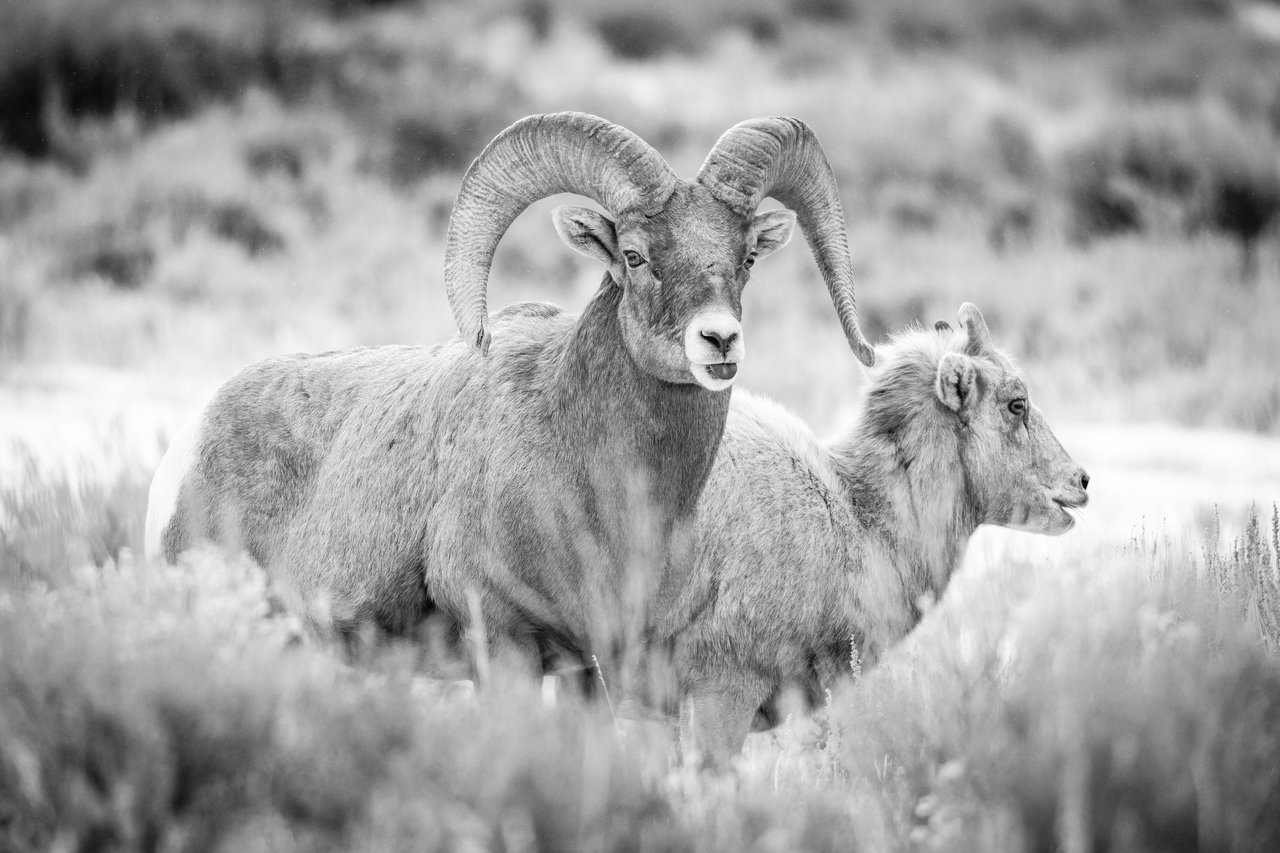 Two bighorn sheep standing in tall grass, with the ram in the foreground facing slightly toward the camera while poking his tongue out, and a smaller ewe beside him facing to the right.