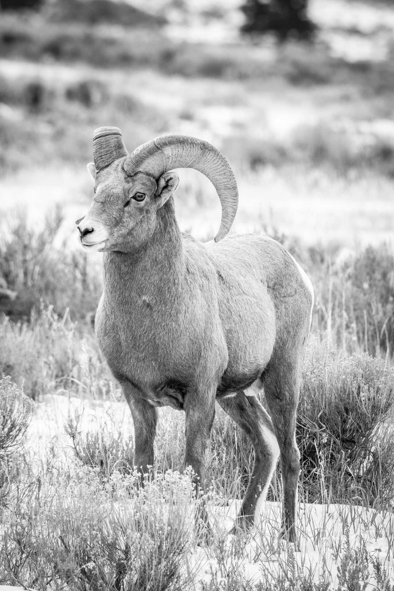 A bighorn sheep with large curved horns standing in tall grass and low shrubs, facing left in an open field.