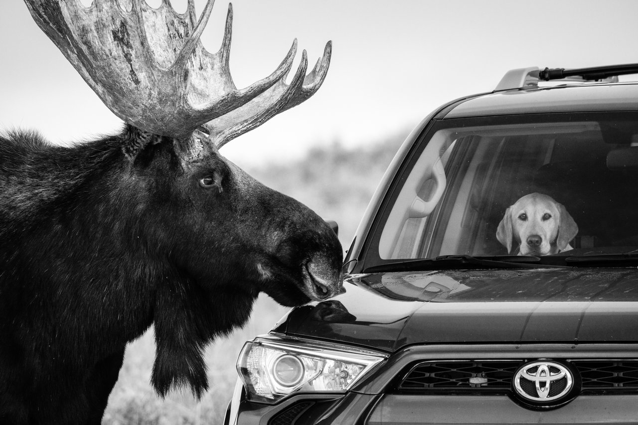 A large bull moose with huge antlers standing next to a parked Toyota 4Runner, looking at a yellow Labrador Retriever sitting on the passenger seat. The dog is looking at the camera, almost incredulously.