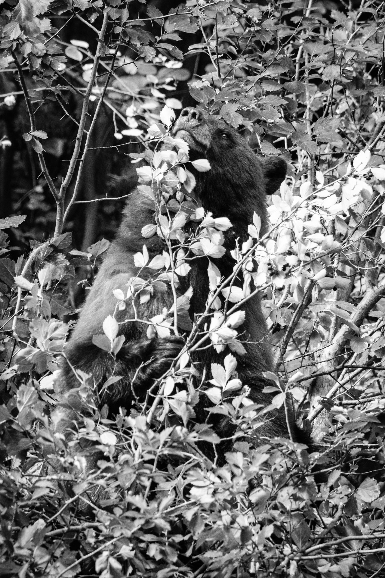 A cinnamon black bear, sniffing a hawthorn berry, a happy smile on its face.