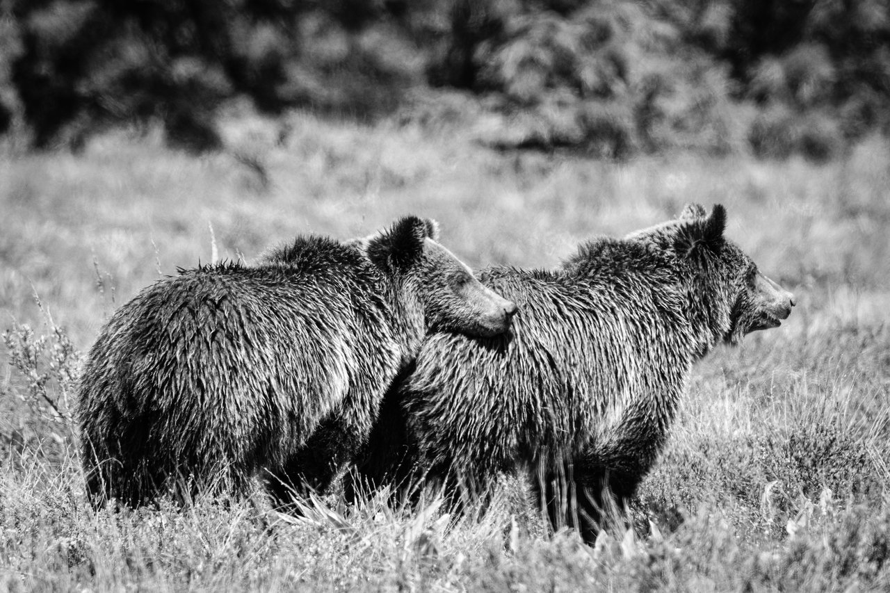 Two young grizzly bear siblings standing in the sagebrush near Pilgrim Creek Road. The one in the back is resting its head on the other's butt.