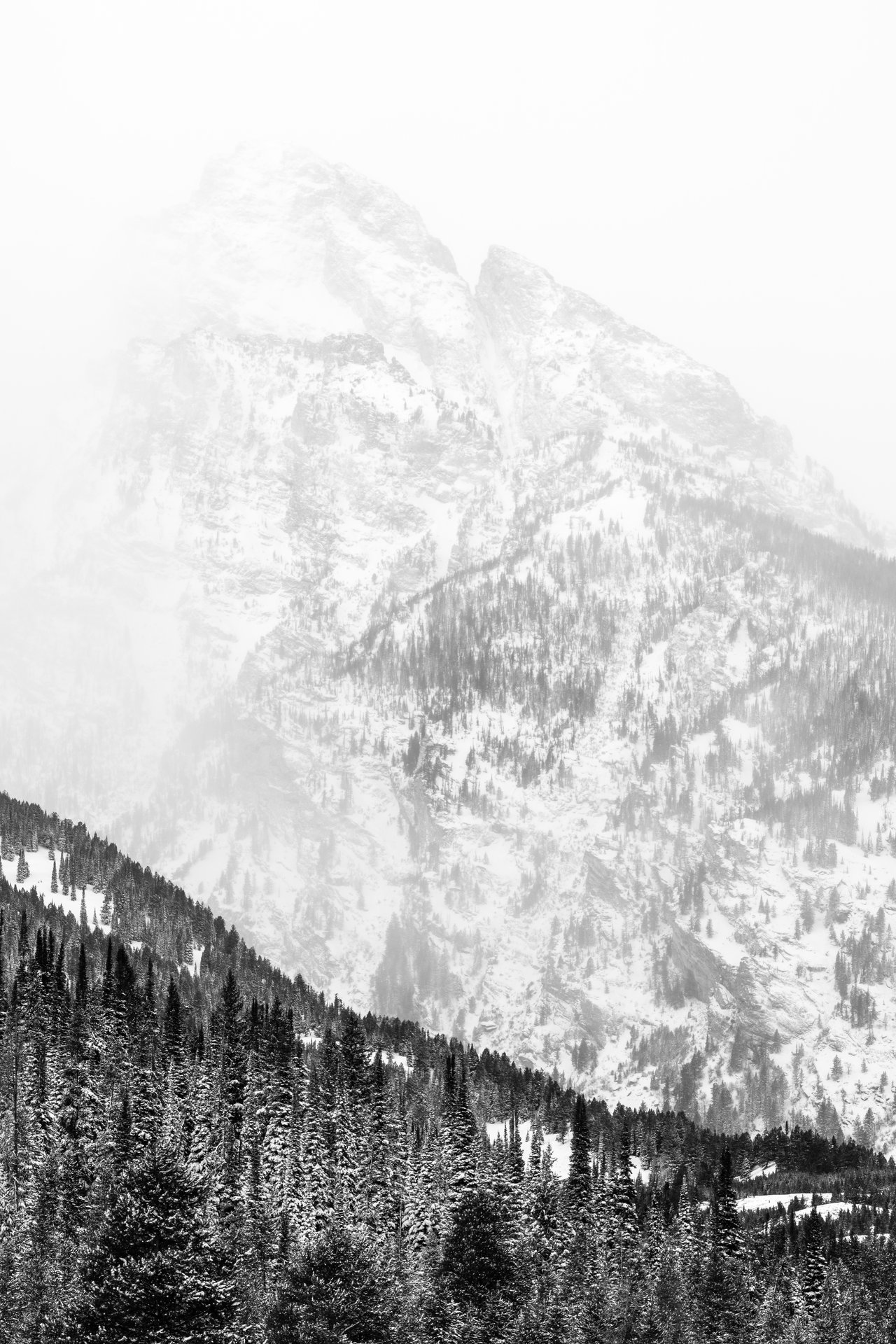 Nez Perce Peak, partially obscured by snow, behind a line of trees.