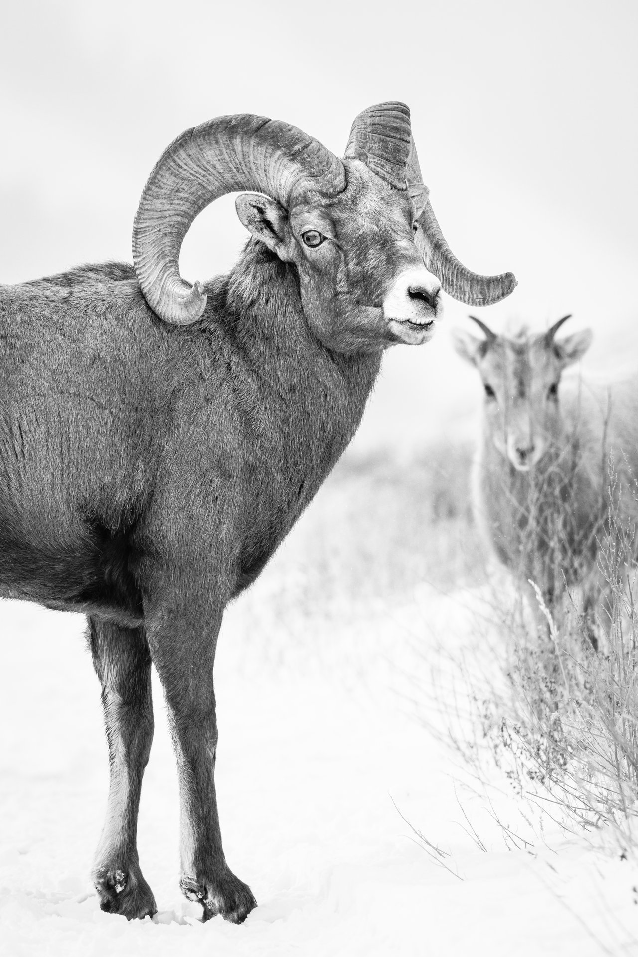 A bighorn ram with large curved horns standing in snow, facing towards the camera, with an ewe standing in the background among sparse grasses.