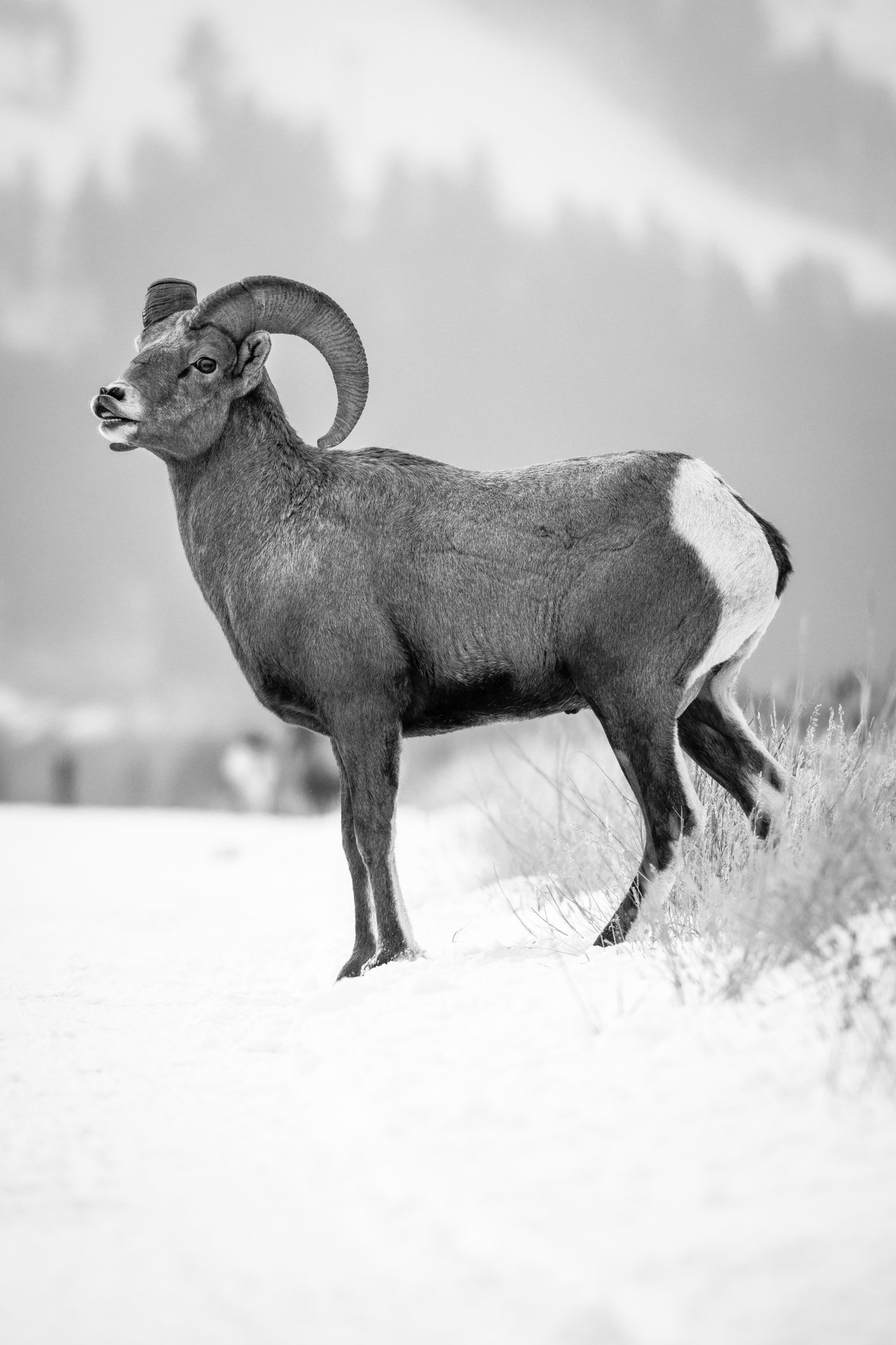 A bighorn ram with curved horns standing in profile on the side of a snow-covered road, displaying the flehmen response.