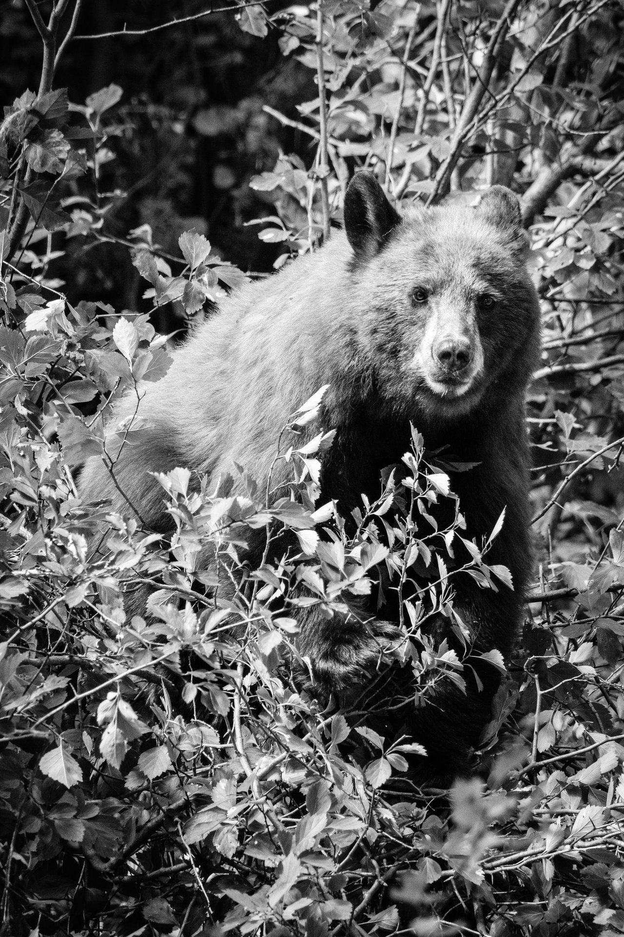 A cinnamon black bear, standing on a hawthorn berry bush and staring directly at the camera.