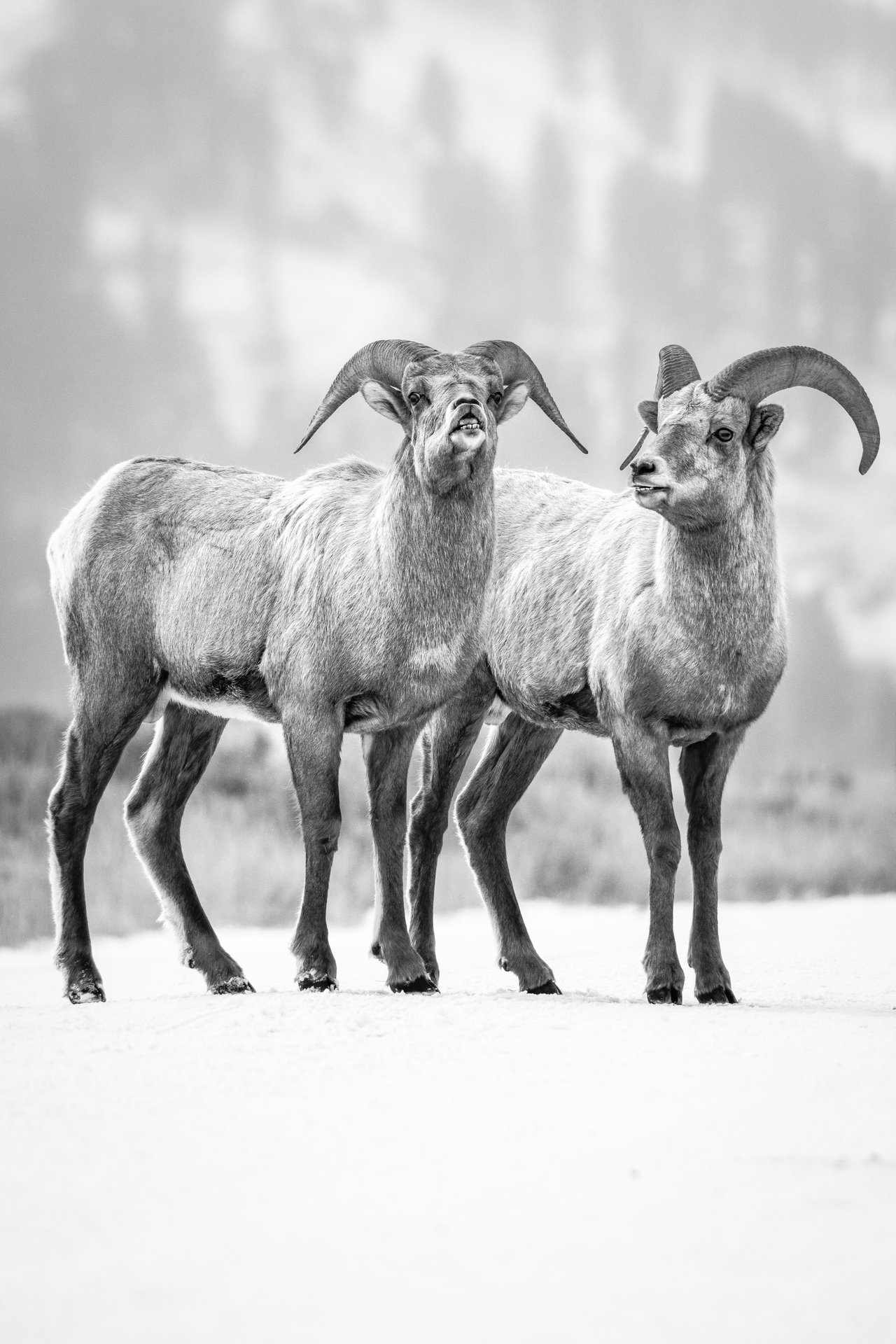 Two bighorn rams with curved horns standing side by side on a snow-covered road. One of them is facing forward and displaying the flehmen response, and the other has his head turned looking at the first ram.
