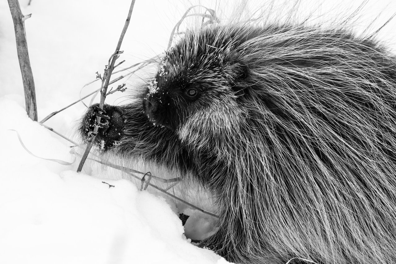 A porcupine reaching for a branch in the snow near Antelope Flats.