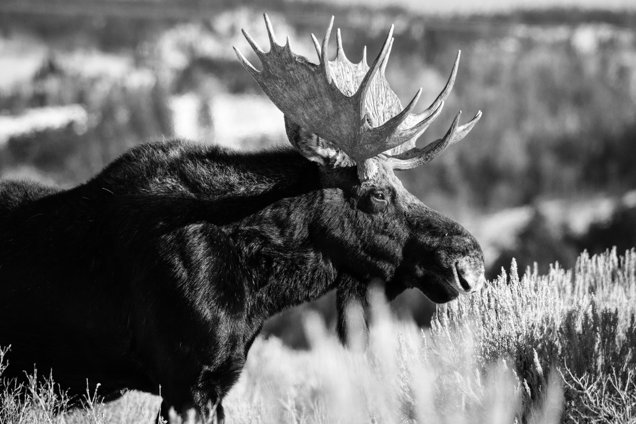 A bull moose standing on the sagebrush at Antelope Flats.