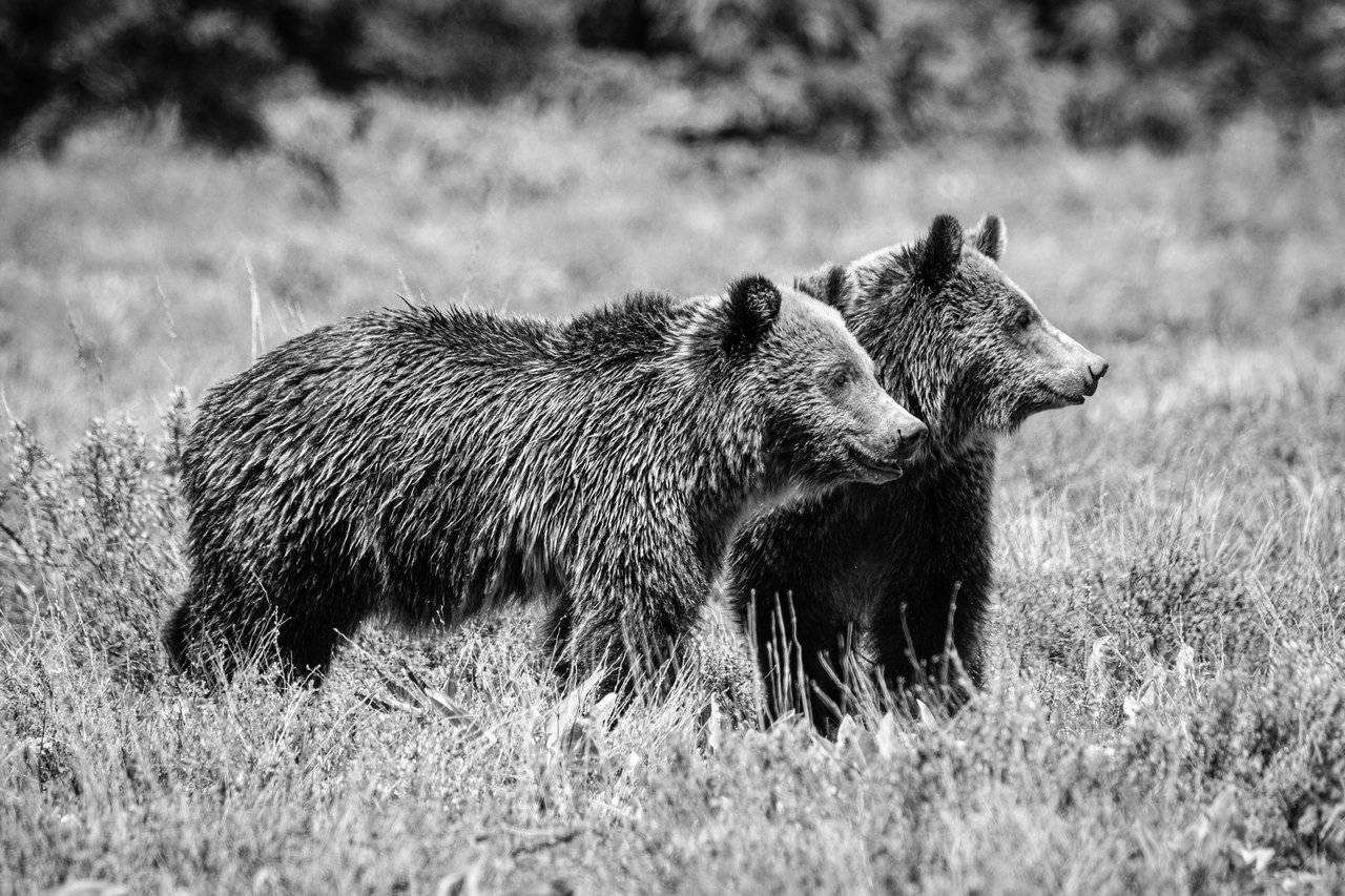 Two young grizzly bear siblings standing next to each other near Pilgrim Creek Road.