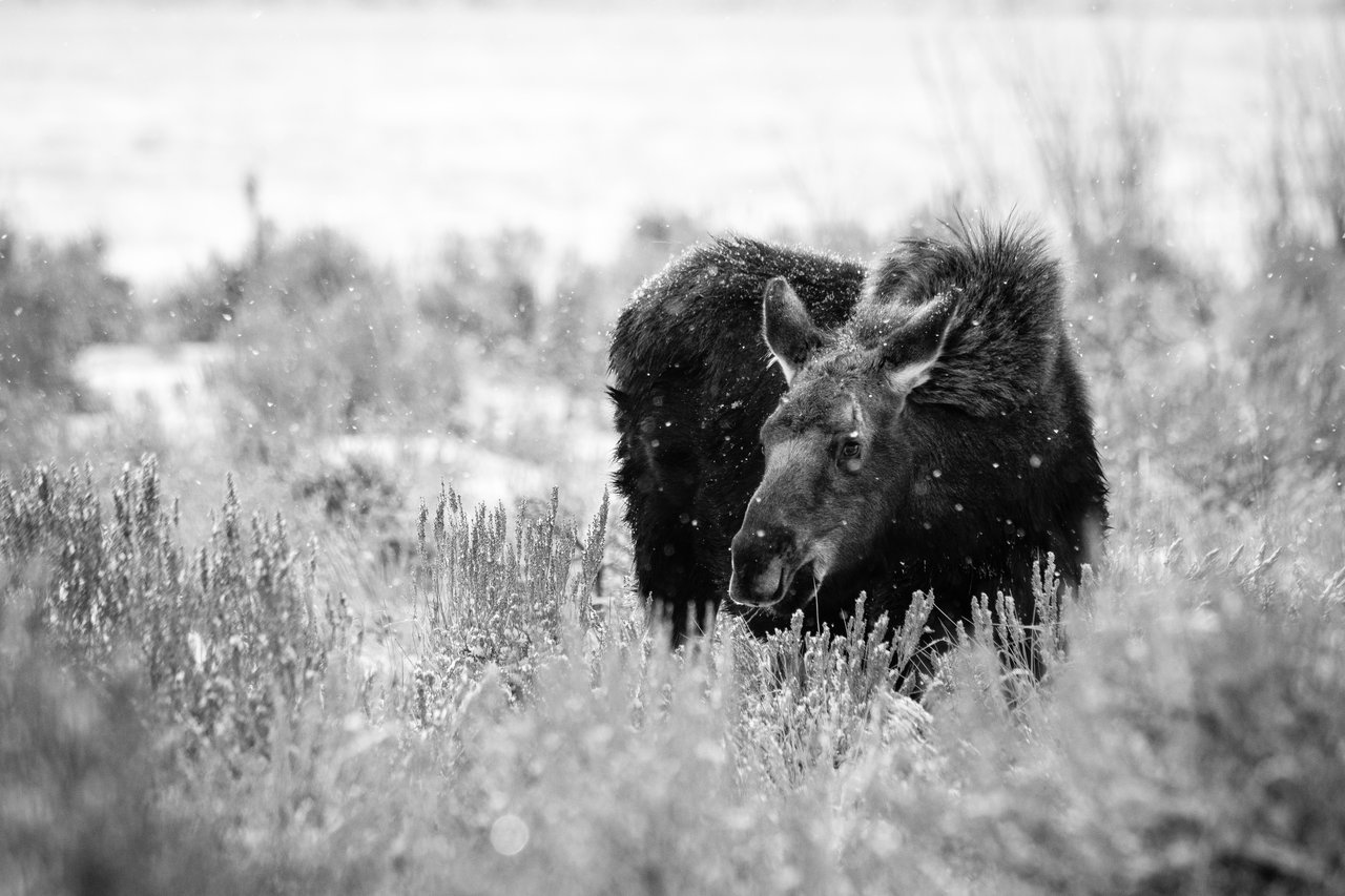 A young moose standing among the sagebrush while it snows lightly, looking towards the camera.
