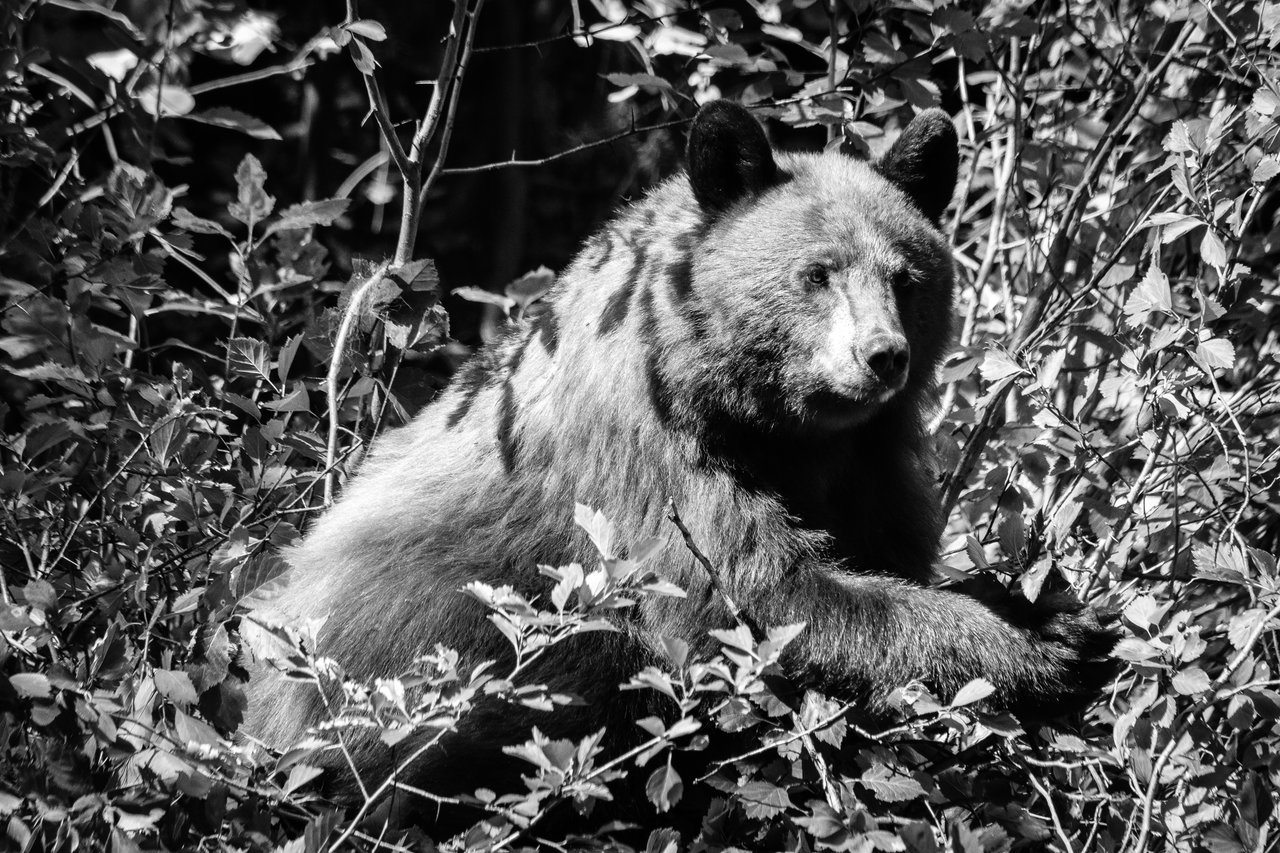 A cinnamon black bear standing on a berry bush.